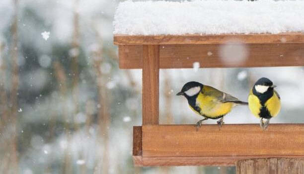 Vogelhäuschen